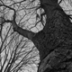 Image for article titled 27 Photos Of Barenaked Trees